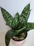 Planta Espada de São Jorge em Vaso Plástico 10,5 cm