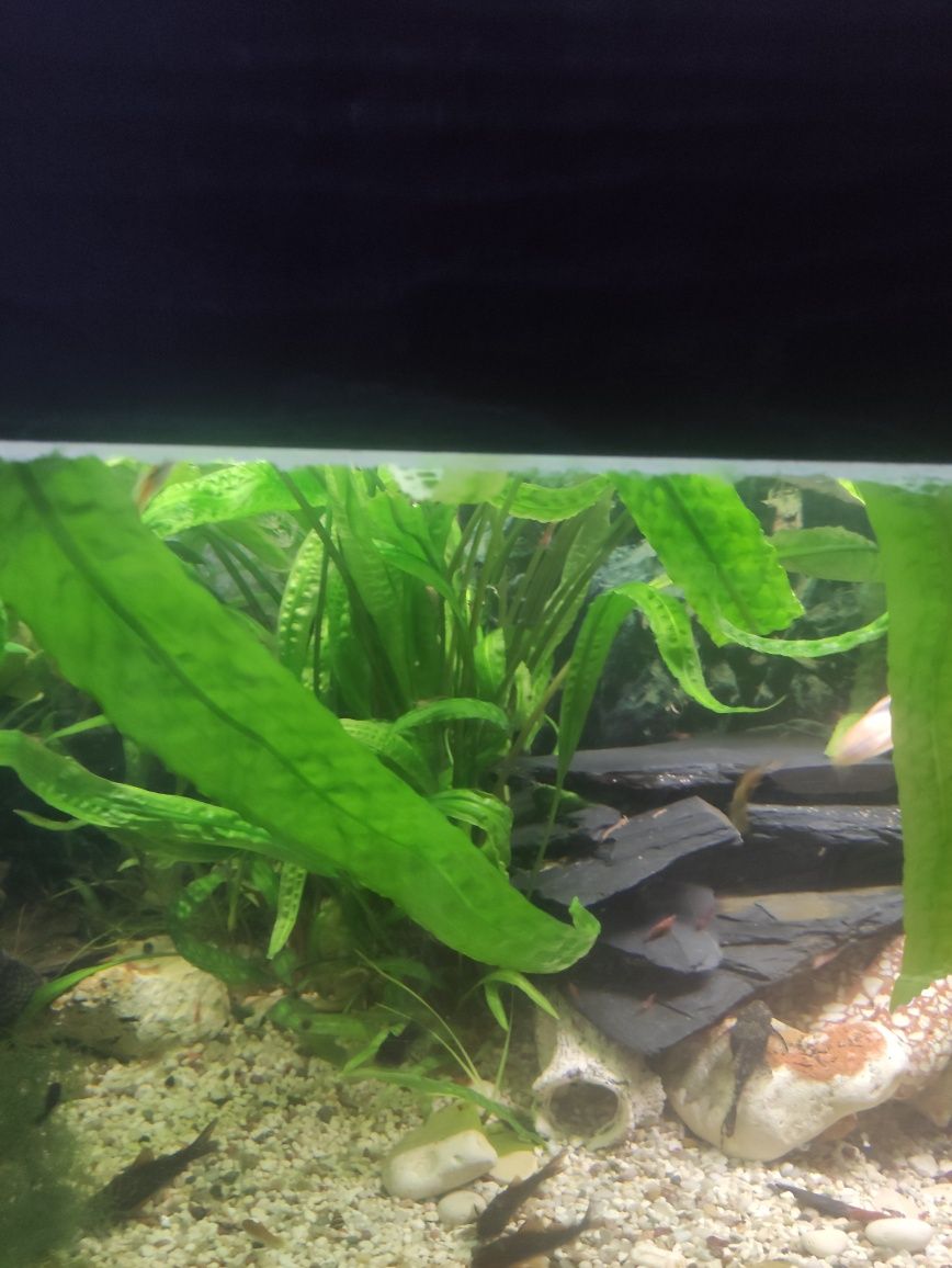 roślinkamdo akwarium Kryptokorynei ,Anubias