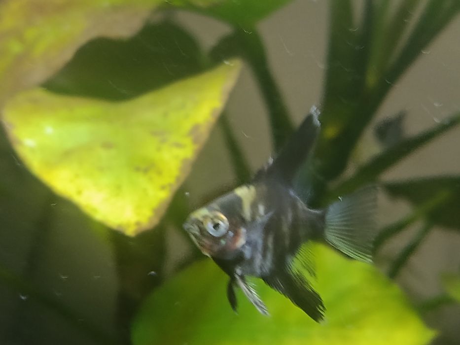 Skalary rybki akwariowe