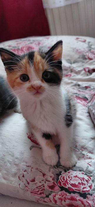 Oddam kotki w odpowiedzialne ręce