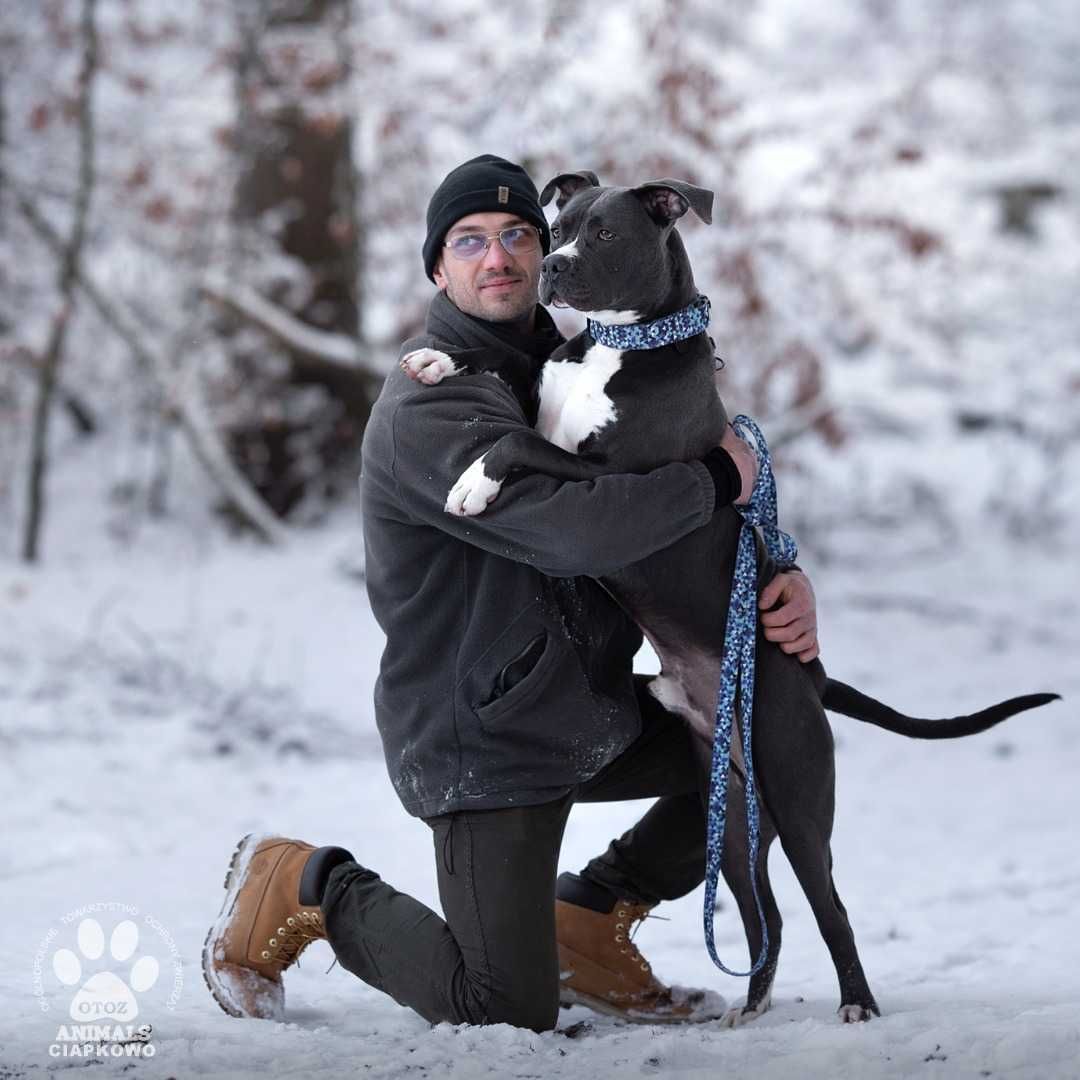 Energiczny Pampi szuka kochającego domu! OTOZ Animals  Ciapkowo.