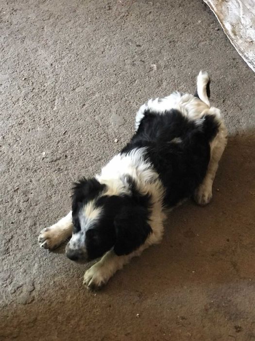 Прошу врятувати життя, забрати песика