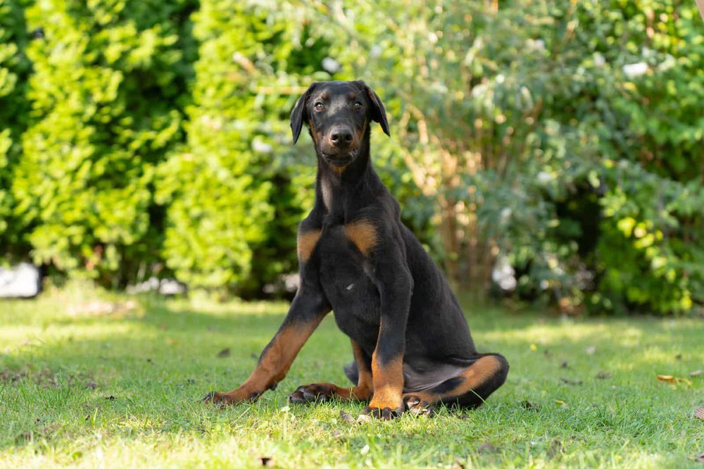 Szczenię rasa Doberman
