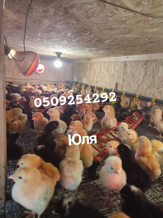 Інкубаційні яйця різних порід курей, гусей, качок, індиків