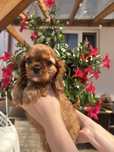 Cavalier king charles spaniel PIESEK