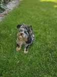 Śliczny piesek Yorkshire Terrier Blue Merle york