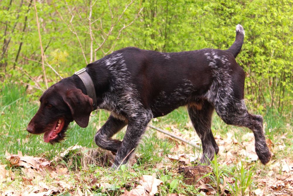 Wyżeł niemiecki szorstkowłosy