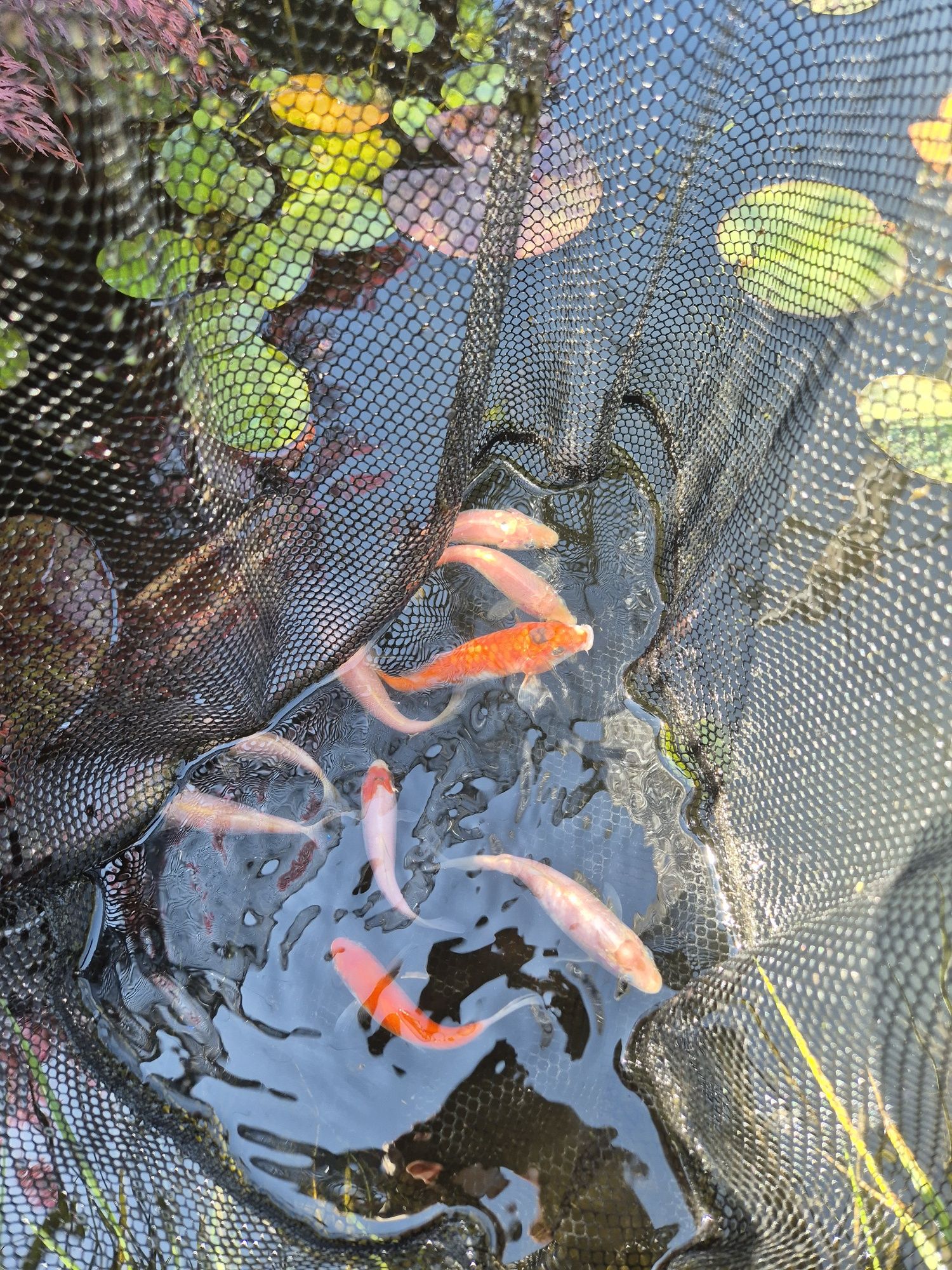 Carpas koi 7/12cm