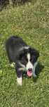 Border Collie zapraszam