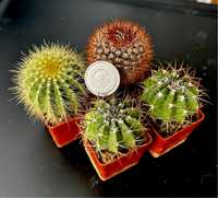 Kaktusy sukulenty notocactus melocactus