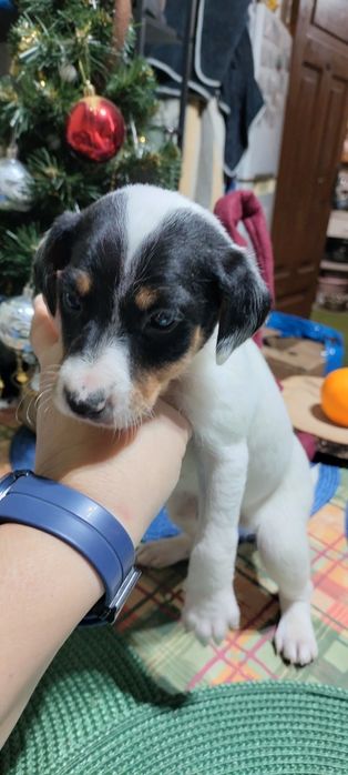 Прилаштовуються безкоштовно