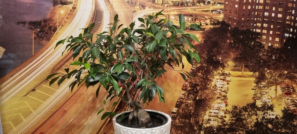 Drzewko Bonsai - Fikus szt. 2