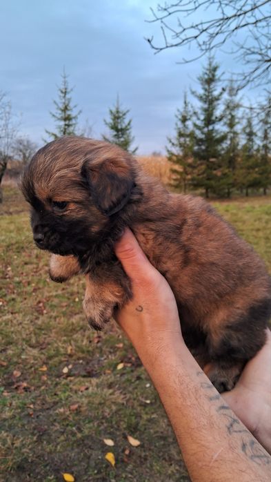Віддам в добрі руки песиків собачка собака