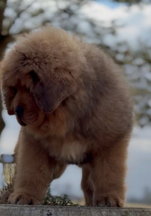 Mastif tybetański Zkwp Fci. Piesek