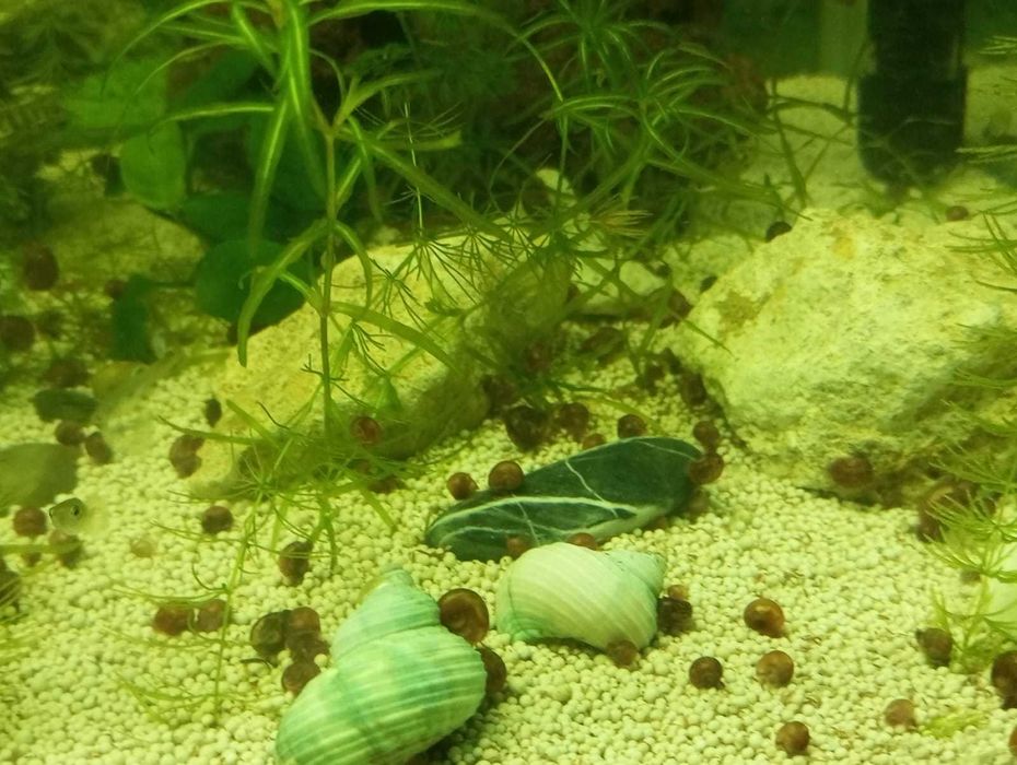 Caracóis aquario