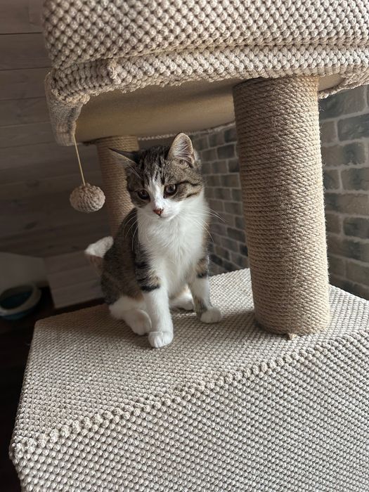 Кошечка 3,5 мес срочно ищет дом! Котенок, котик отдам