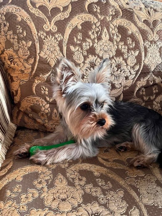 Йоркширський тер'єр шукає наречену