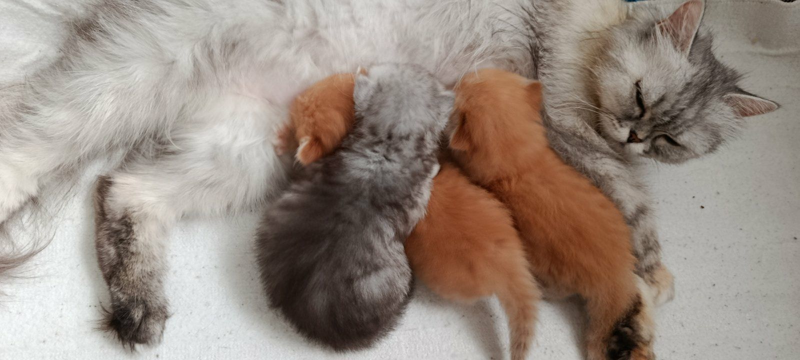 Персидский котёнок