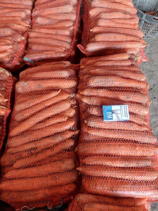 Морква,  цибуля, буряк, картопля