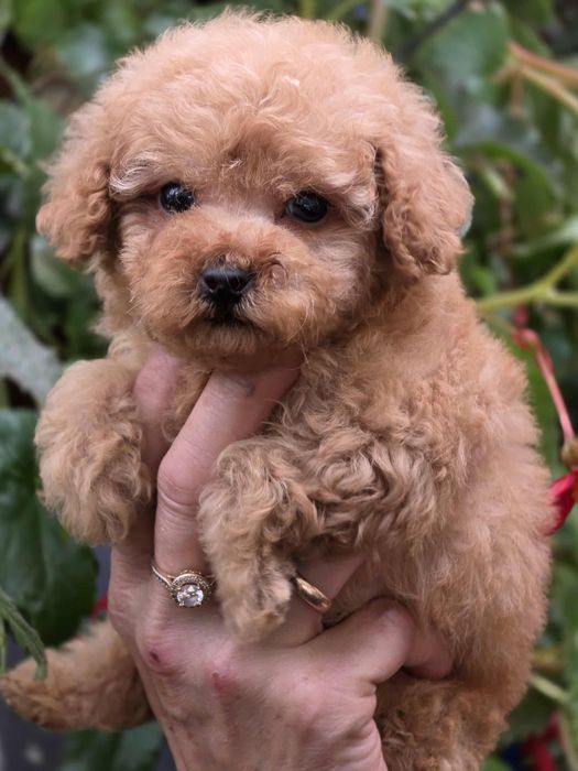 Pudel toy urocza suczka