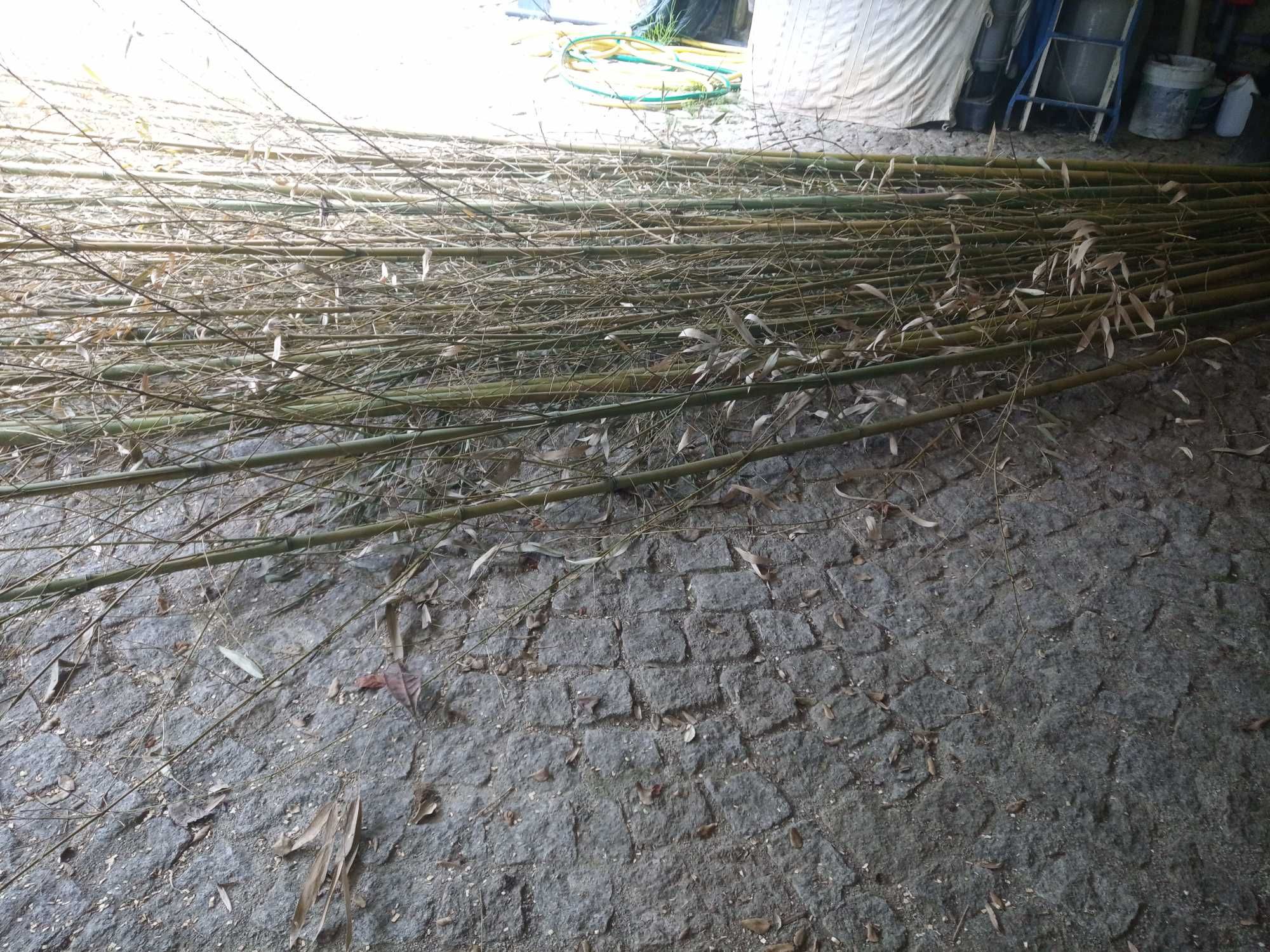 Vendo Canas de Bambu