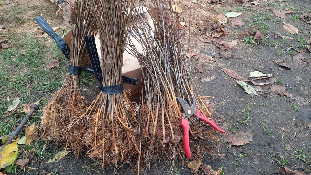 ВСЛ 2 на дорощування