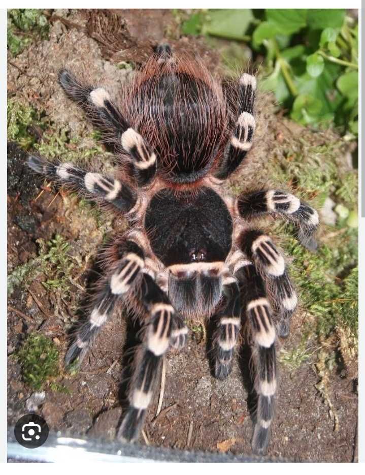 A. Geniculata, pająk, ptasznik 2 -2,5 DC