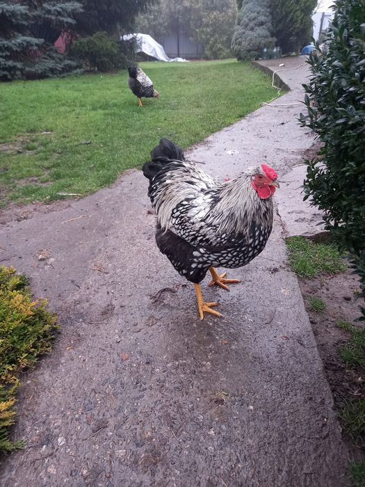 Продам півнів Віандот серебро