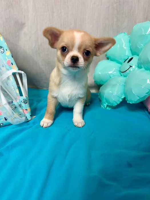 Chihuahua  chlopczyk  FCI