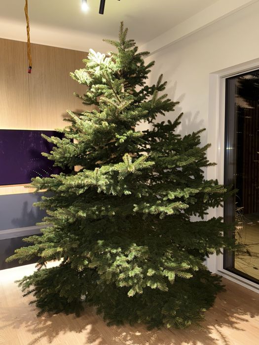 Choinka Jodła Kaukaska 280cm ze szkółki, świeżo ścięta