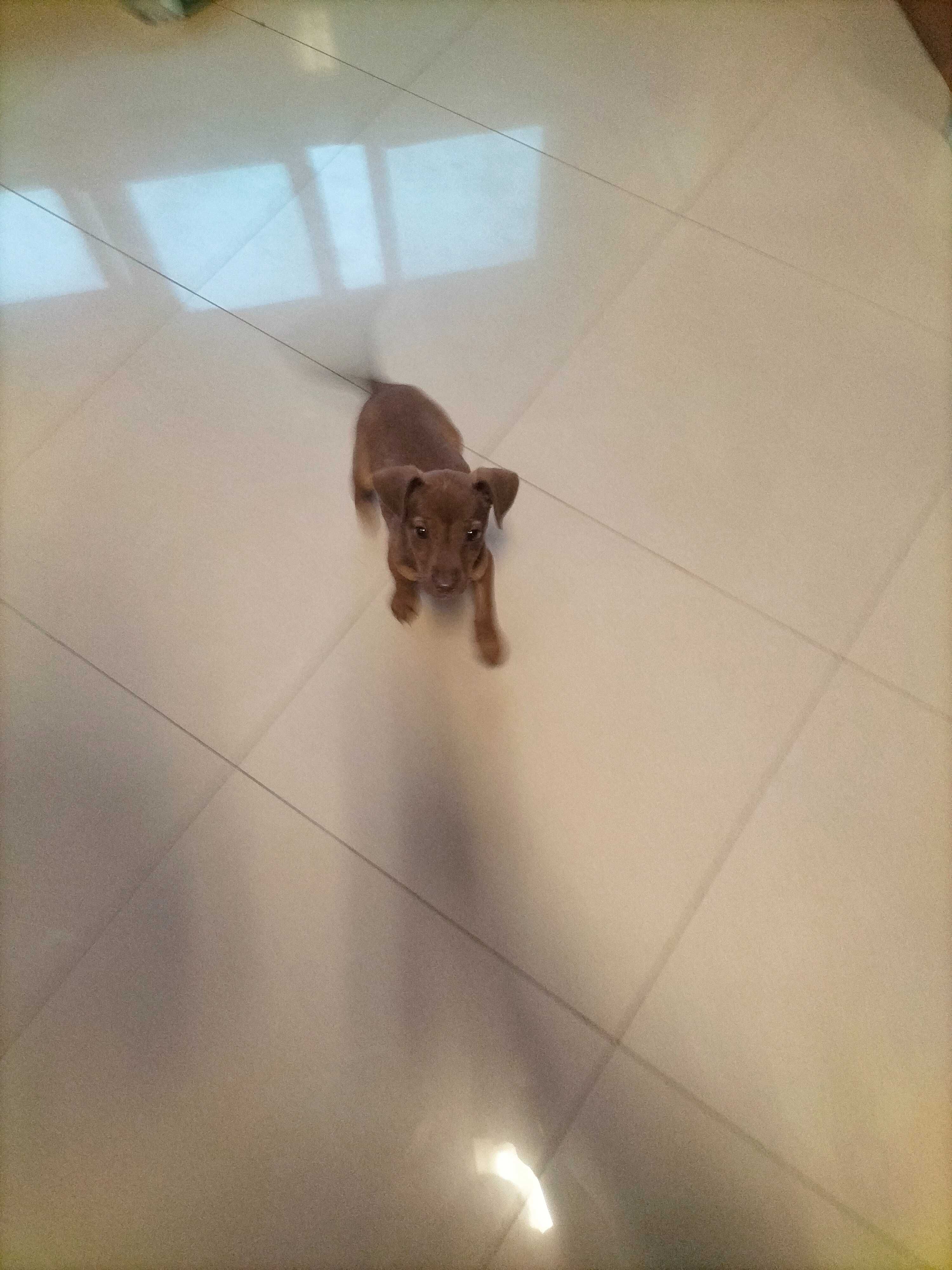 Pinscher fêmea 3 meses