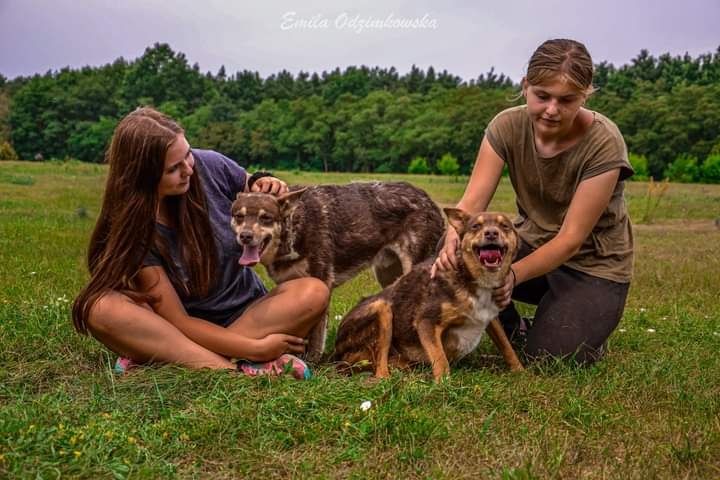 Piękny, czekoladowy lisek całe życie szuka nowego Domku!