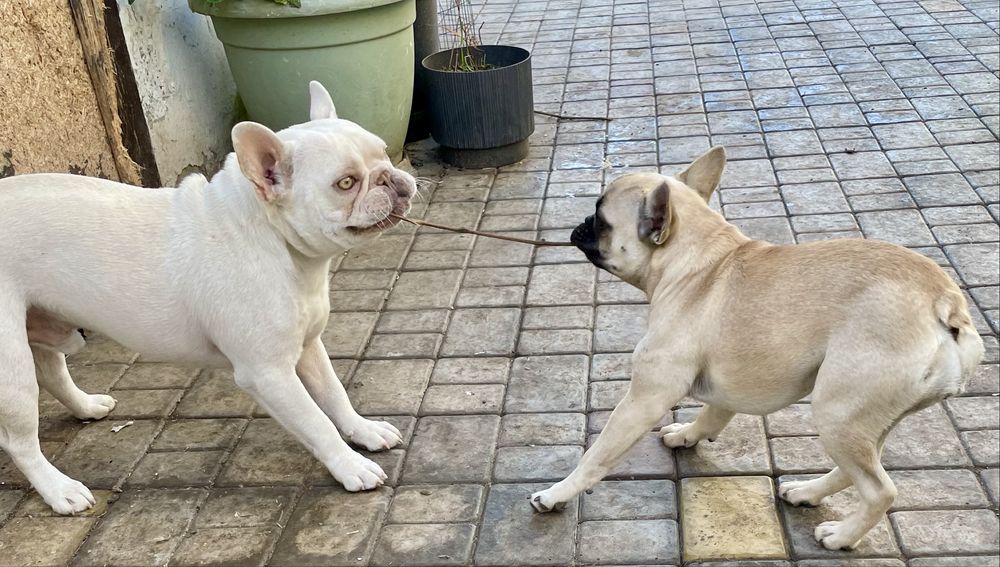 Французкий бульдог 6 месяцев