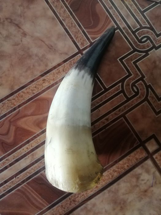 Рог сувенирный натуральный