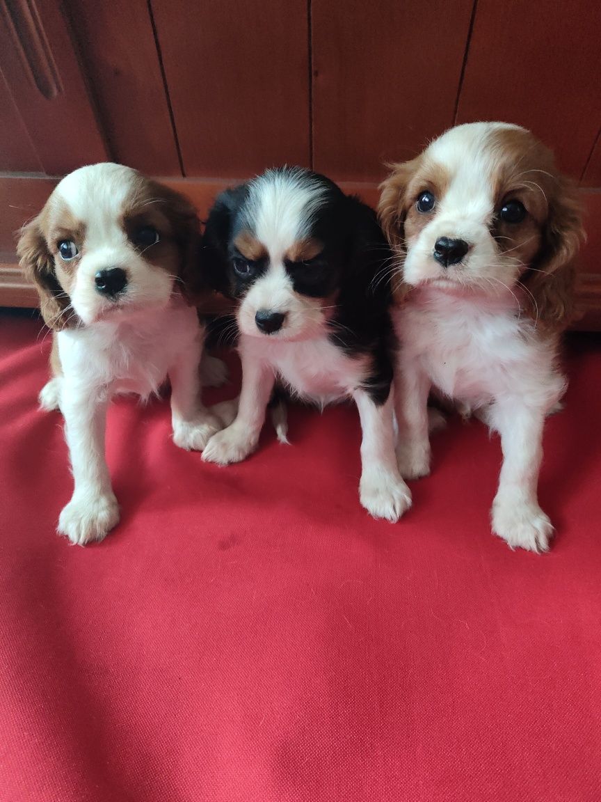 Cavalier King Charles Spaniel