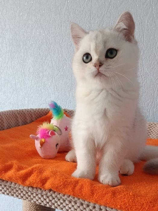 Мультяшний котик вільний