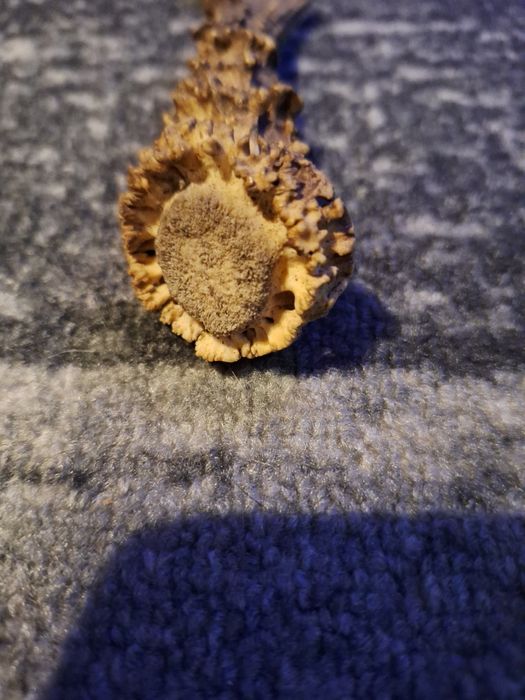 Róg jelenia polecam