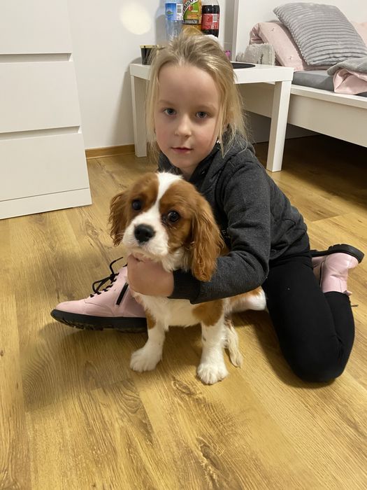 Cavalier King Charles Spaniel