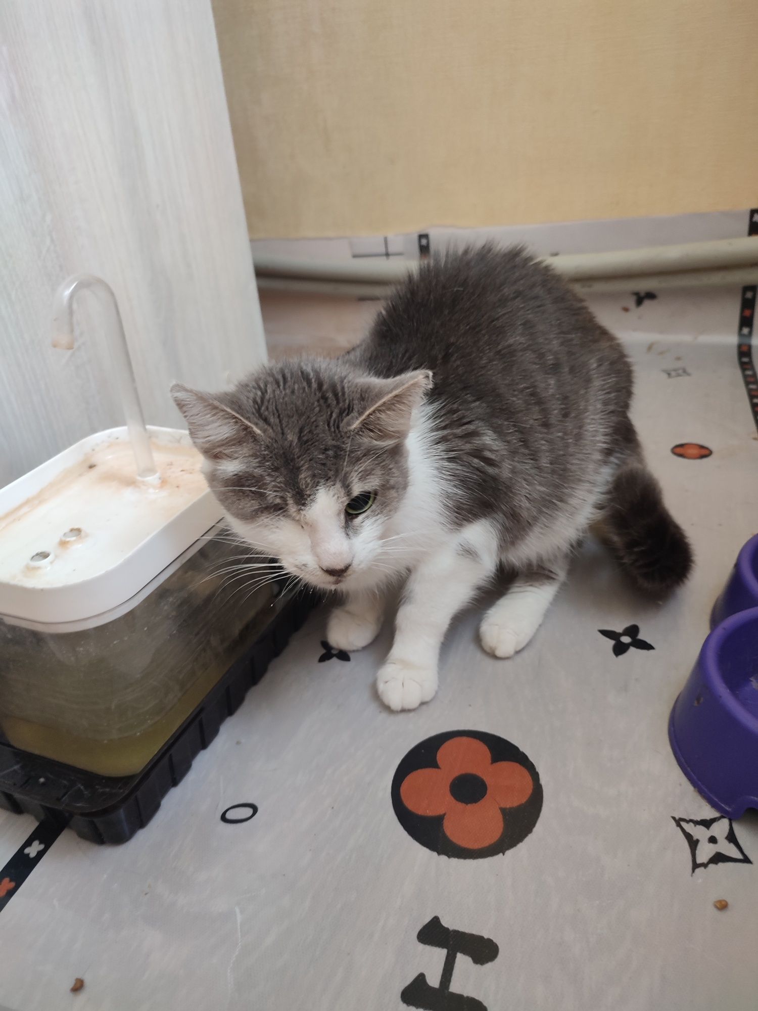 Віддам кота, безкоштовно