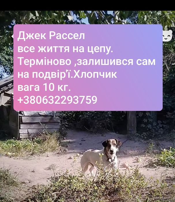 Джек Рассел віддають безкоштовно