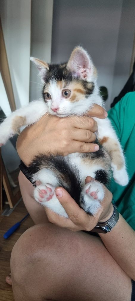 Kociaki do adopcji