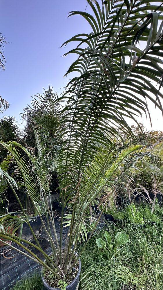 Cyca Lepidozamia peroffskyana *RARA* Cica