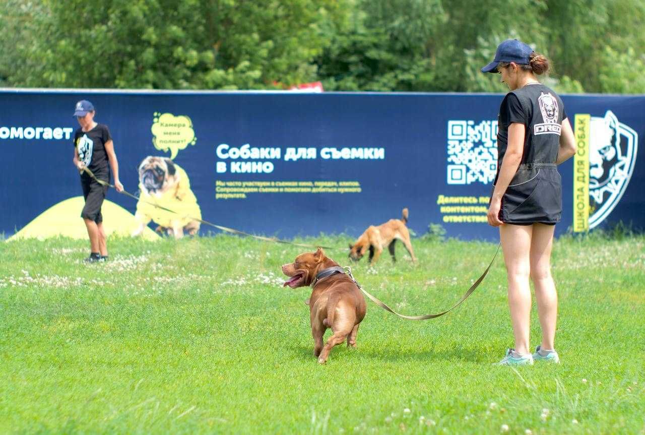 Навчання Дресирування собак Кінолог в Білогородка Стоянка Чайка