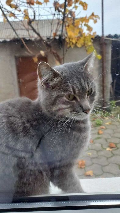 Гарненькі котики