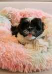 Piesek Shih Tzu gotowy do zmiany domu.