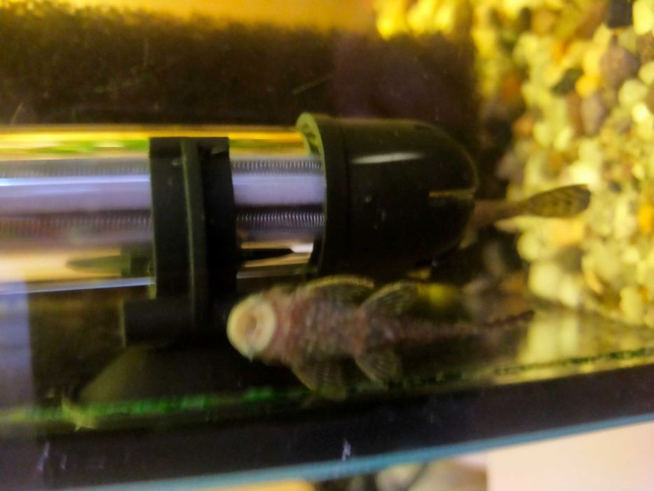 Sprzedam Glonojady zbrojniki.