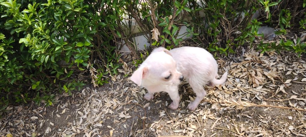 Chihuahua fêmea disponível para entrega imediata
