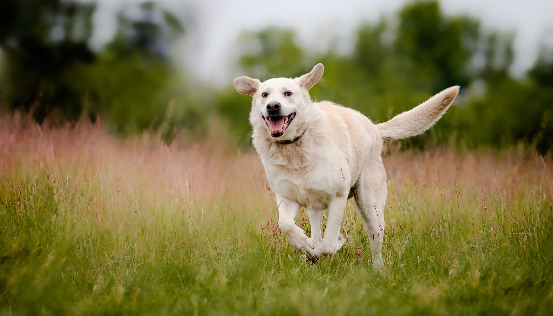 Kokos w typie labradora. Pilna adopcja!