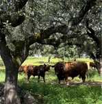 Novilho Red Angus 11 meses registados
