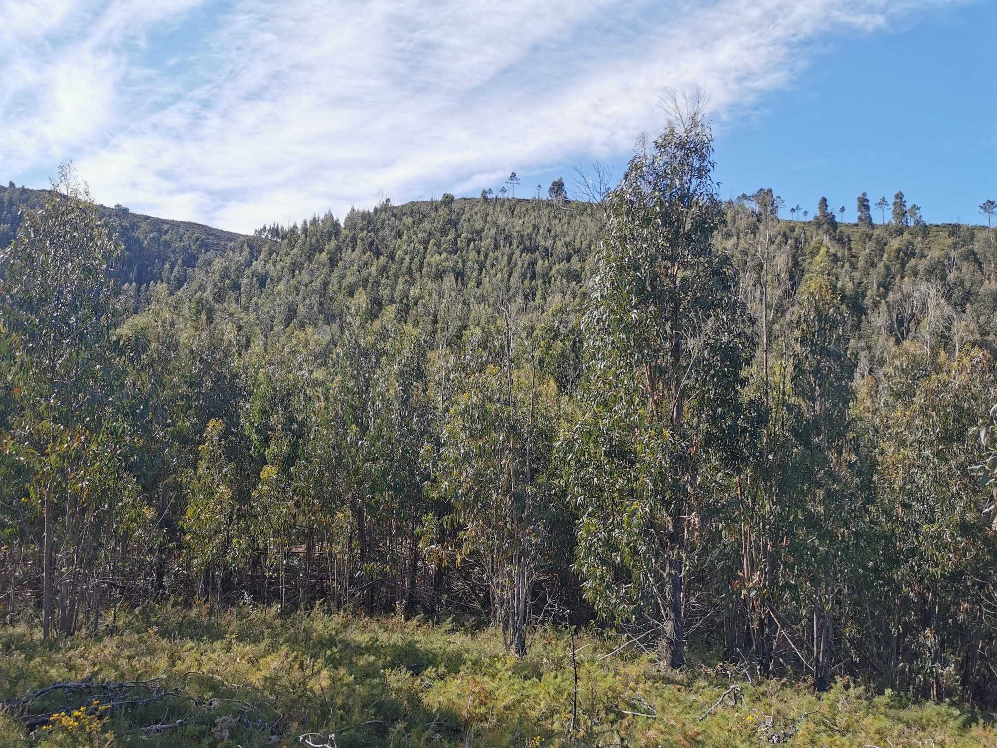 Terreno de 30 000 mts com eucaliptos